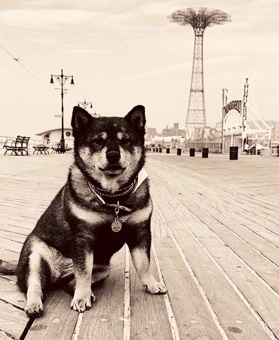 Miya the dog sitting on pier